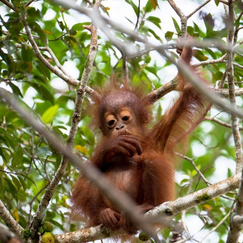 Baby orangutan on top of a fig tree, sighted along the Kinabatangan river in Sabah, Malaysian Borneo