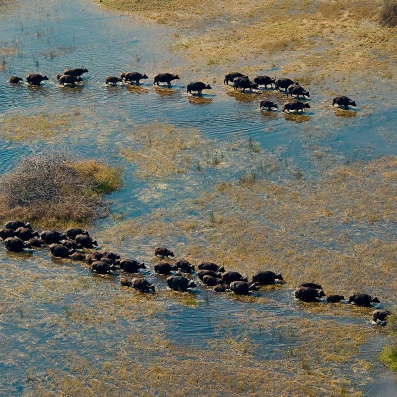 Okavango Delta - Wilderness Safaris Botswana Trip