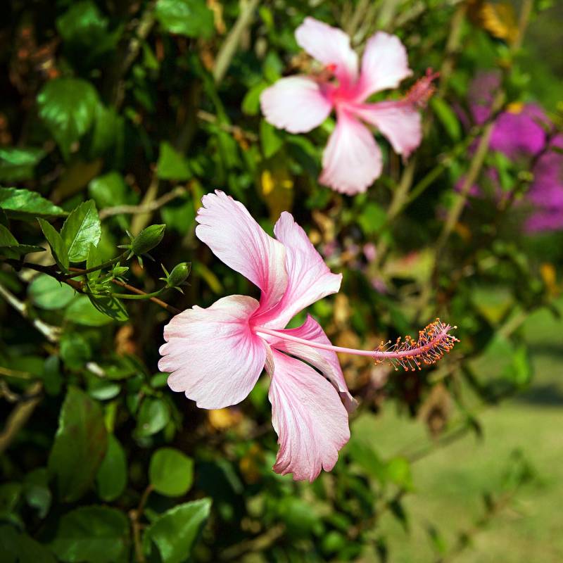 Chiang Rai Sehenswürdigkeiten