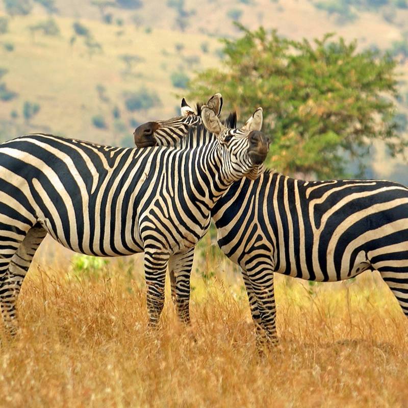 things to do in rwanda