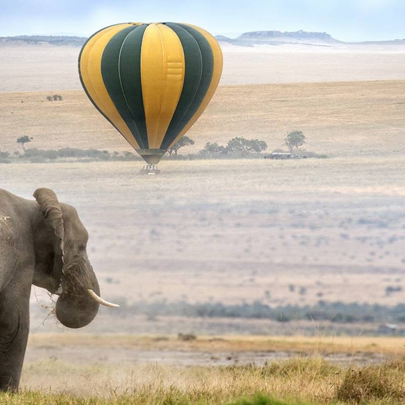 Enchanting Travels Africa Tours elephant , foggy morning, hot air balloons landing on background, Masai Mara National Reserve, Kenya