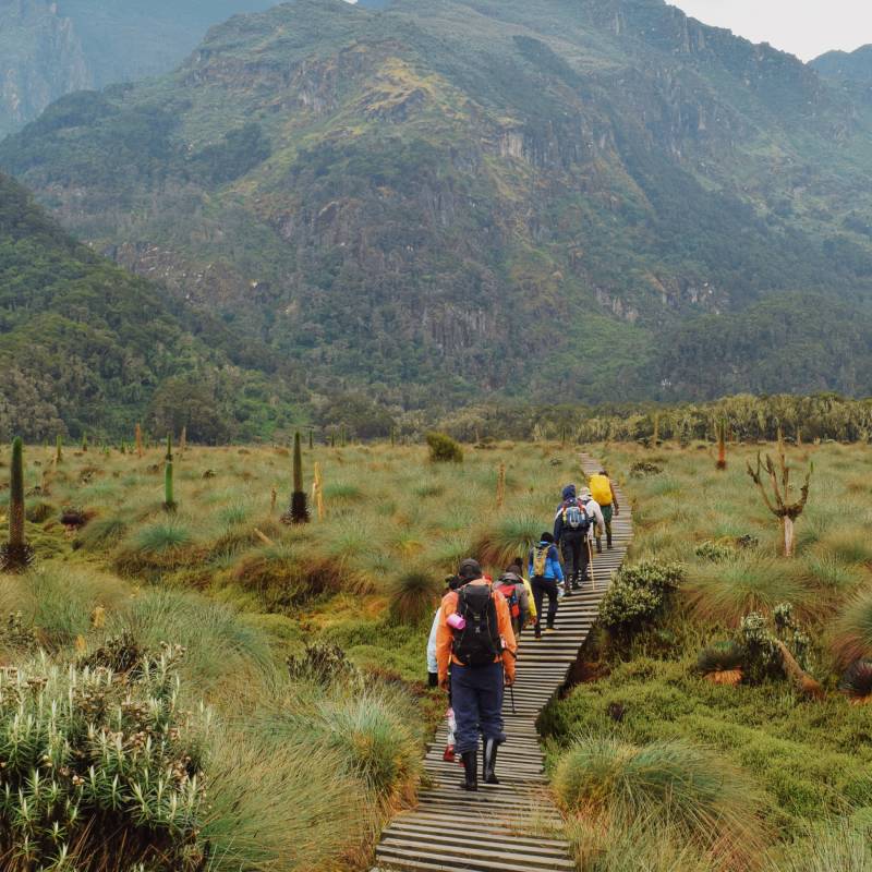 Lower Bigo Bog Rwenzori Mountains, Kabarole, Rwenzori Mountains National Park, Uganda, Africa