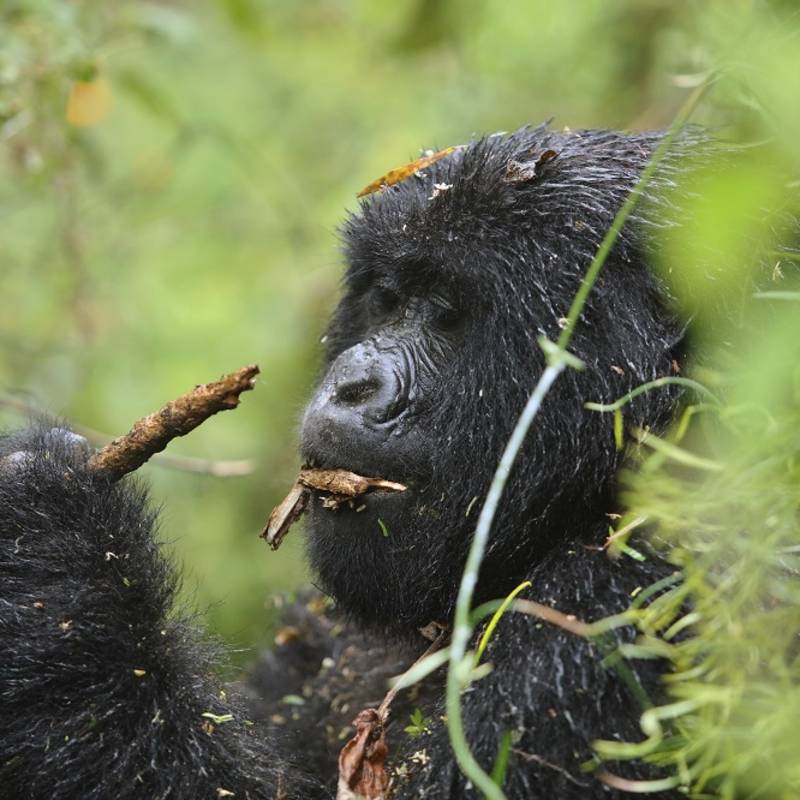 Enchanting Travels African safari parks to see - Mountain gorilla female - things to do in rwanda