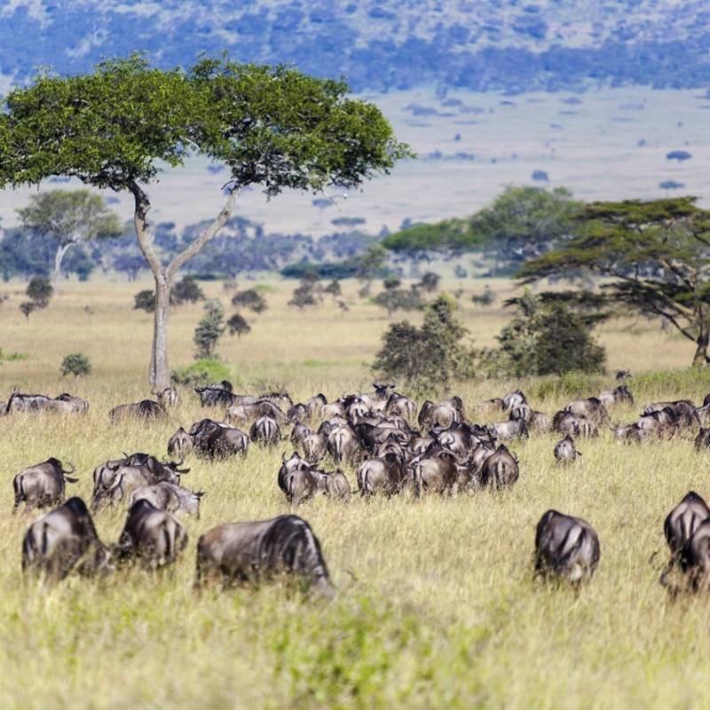 Enchanting Travels African safari parks to see - Wildebeest and Zebra herds during migration in Serengeti national park Tanzania Africa - wildebeest migration