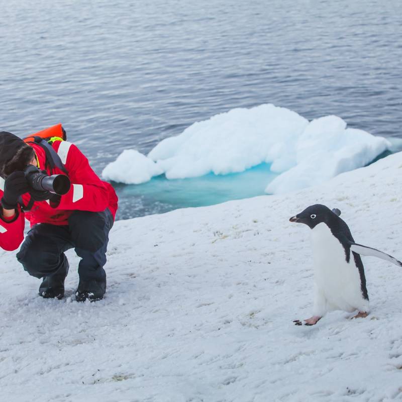 Enchanting Travels Antarctica Tours tourist wildlife photographer taking photo of bird adelie penguin in