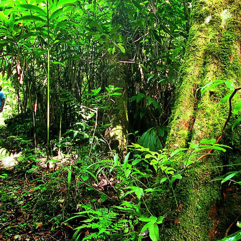 Best Things To Do in Malaysia