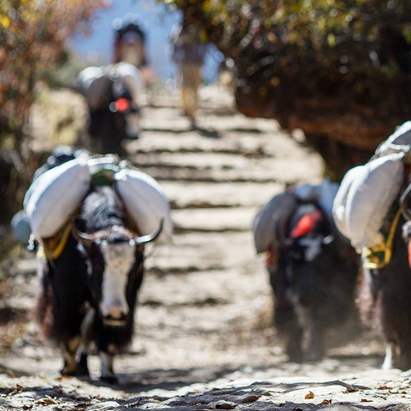 Asia Tours Yaks carrying weight in Nepal Asia