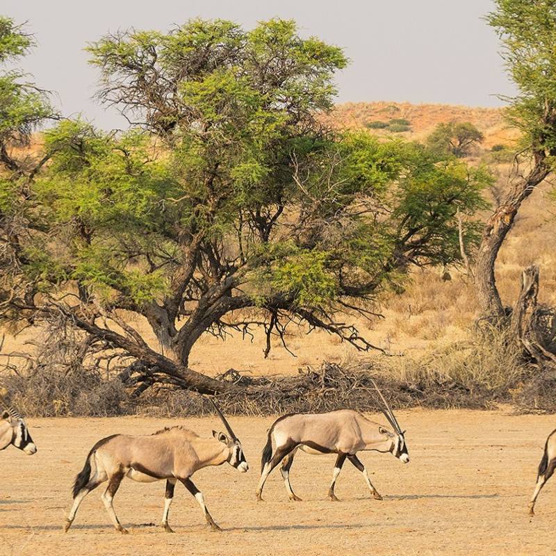 Enchanting Travels Botswana Tours Kgalagadi A herd of gemsbok in the dry Auob river bed in the Kgalagadi Transfrontier Park, situated in the Kalahari Desert, which straddles South Africa and