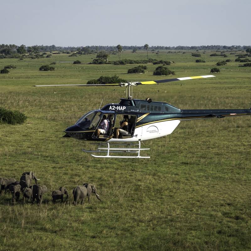 Bird's eye perspective on local wildlife