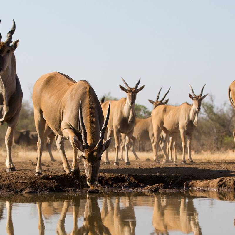 Enchanting Travels Botswana Tours Tuli Game Reserve A low level, horizontal, colour photo of a herd of thirsty eland and their reflections in the water.