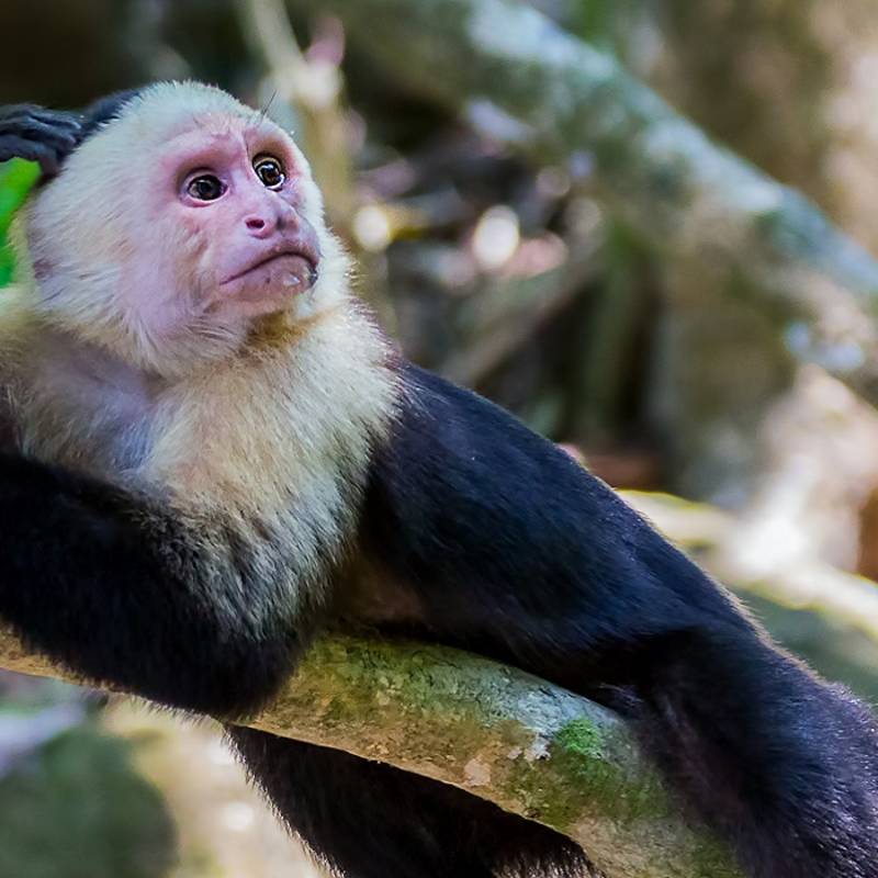 Enchanting Travels Costa Rica Tours White-headed capuchin monkey (Cebus capucinus) resting in National Park Manuel Antonio