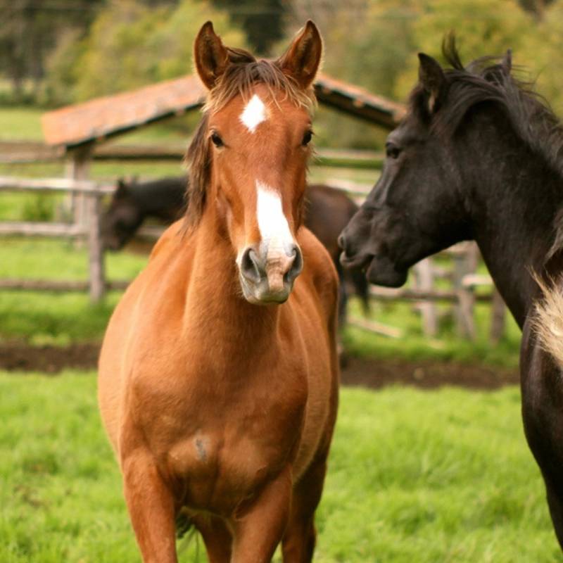Enchanting Travels Ecuador Tours horses