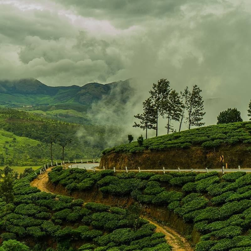 Enchanting Travels India Tours Munnar Tea Plantation during Monsoon India Kerala Asia (1)