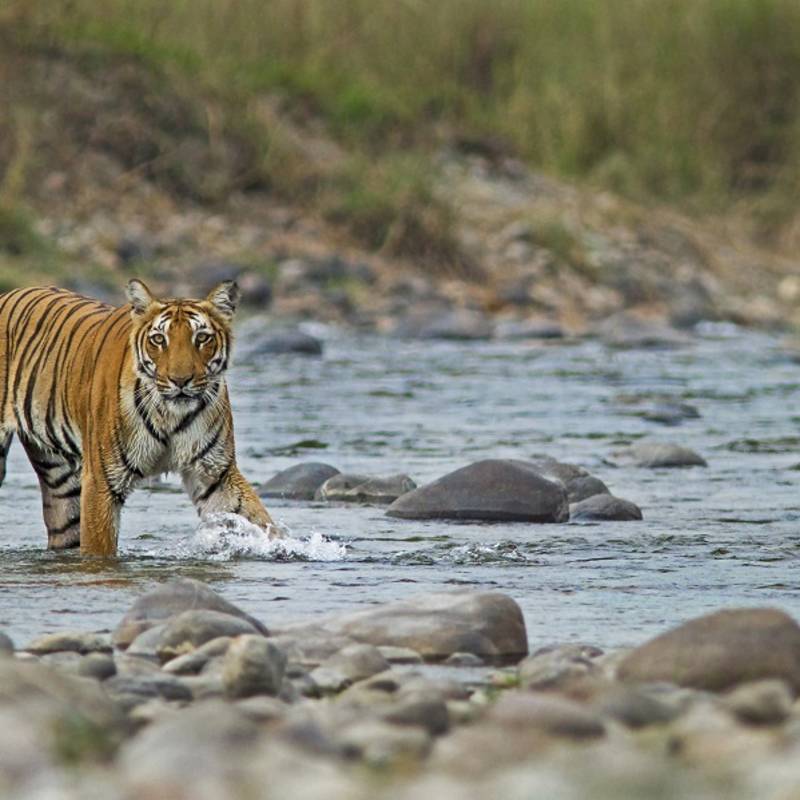 Royal Bengal Tiger in Jim Corbett National Park