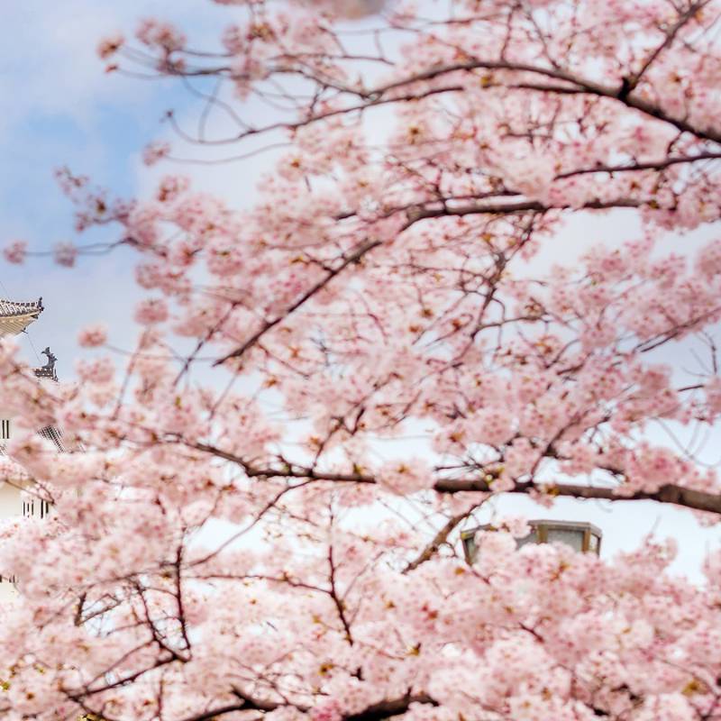 Japan in cherry blossom season - best time to visit Japan