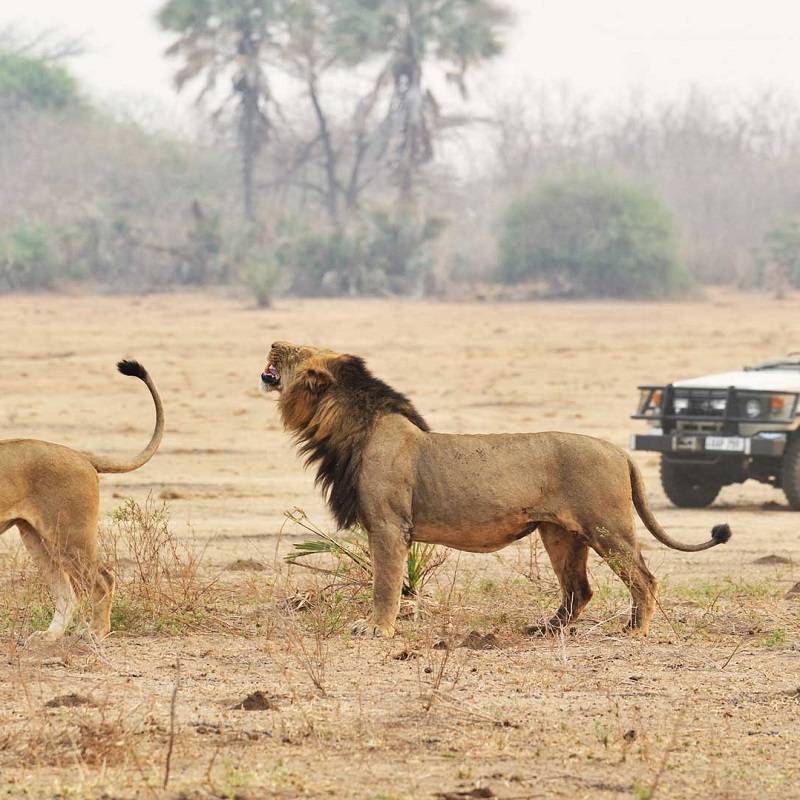 Enchanting Travels - Kenya Tours-Wildlife-Safari