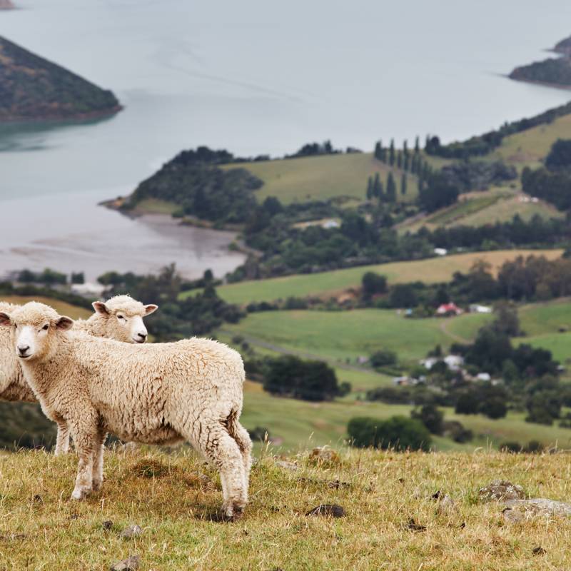 New Zealand landscape, Banks Peninsula