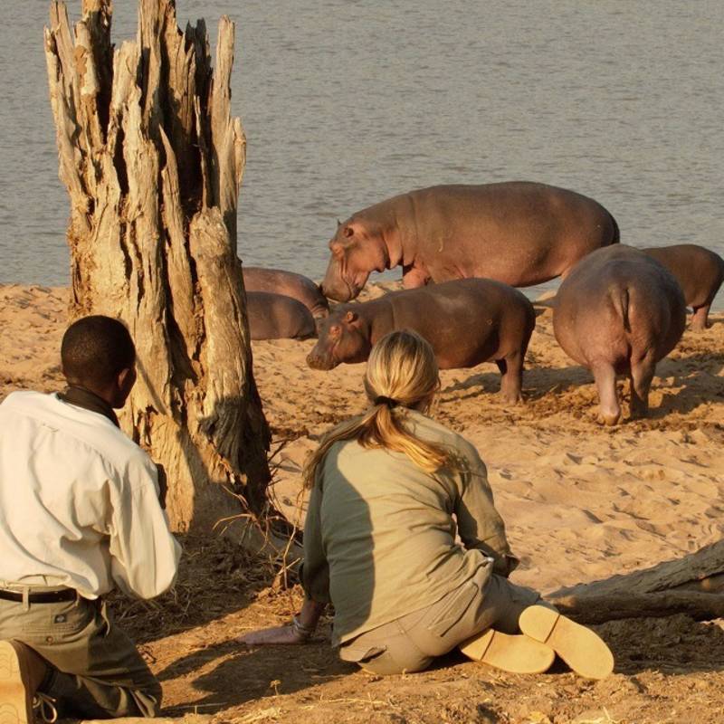 Hippo watching in South Luangwa, Zimbabwe