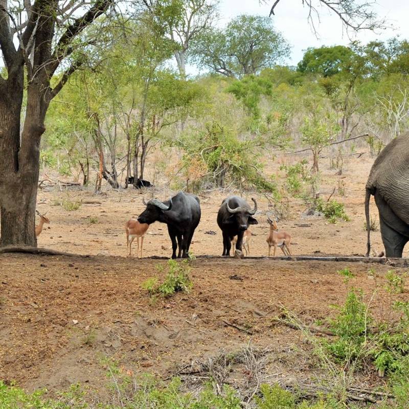 Enchanting Travels - South Africa Tours - Kruger south - Imbali Safari Lodge - Elephant at the Game drive