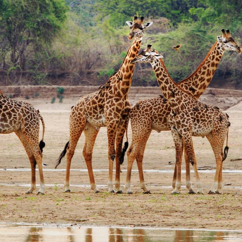 Enchanting Travels Zambia Tours Luambe Tower of Thornicroft Giraffe standing on the Luangwa Riverbed,