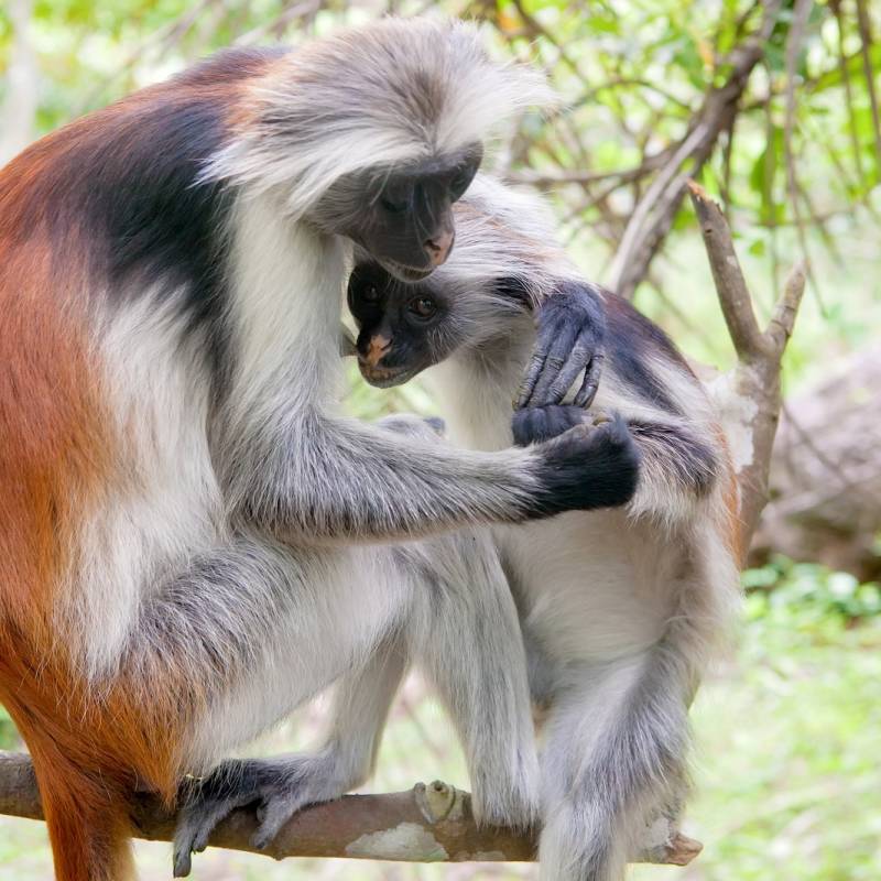 Red Colobus Monkeys in Zanzibar's Jozani Forest