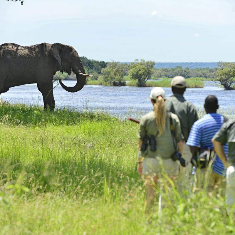 The Best Ever Luxury Safari Tours in Zimbabwe