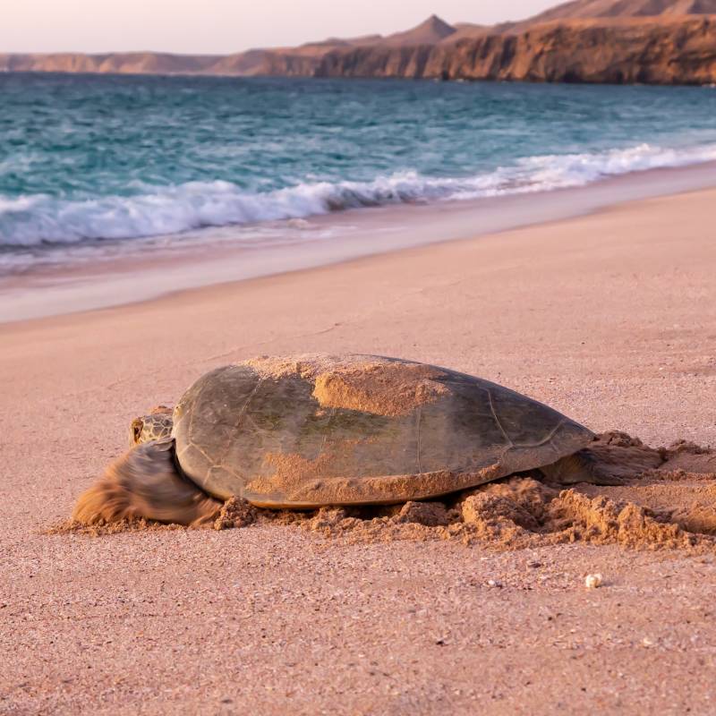 Things to do in Oman - Turtle