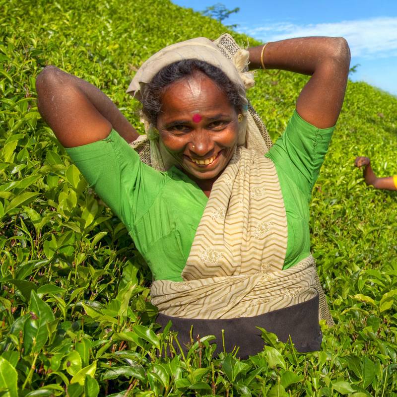 Tea plantations in Sri Lanka
