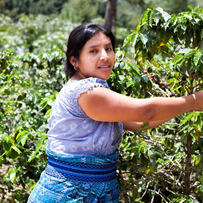 Coffee plantation in Costa Rica