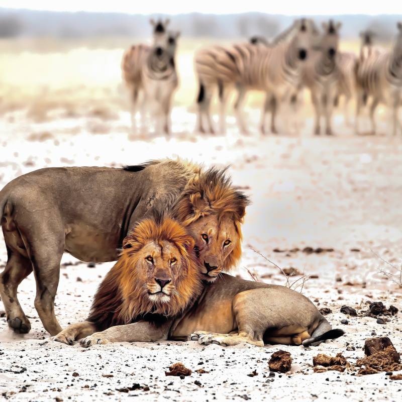 Wild Lion - Etosha, national Park, Namibia, Africa