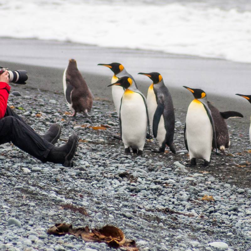 Man sits on the beach photographing king and royal penguin