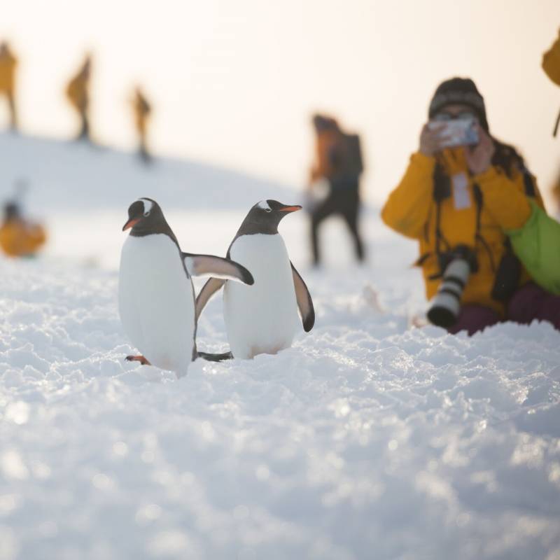 Penguins in Antarctica - Things to do in Antarctica