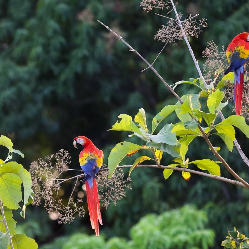 Scarlet macaws in Costa Rica