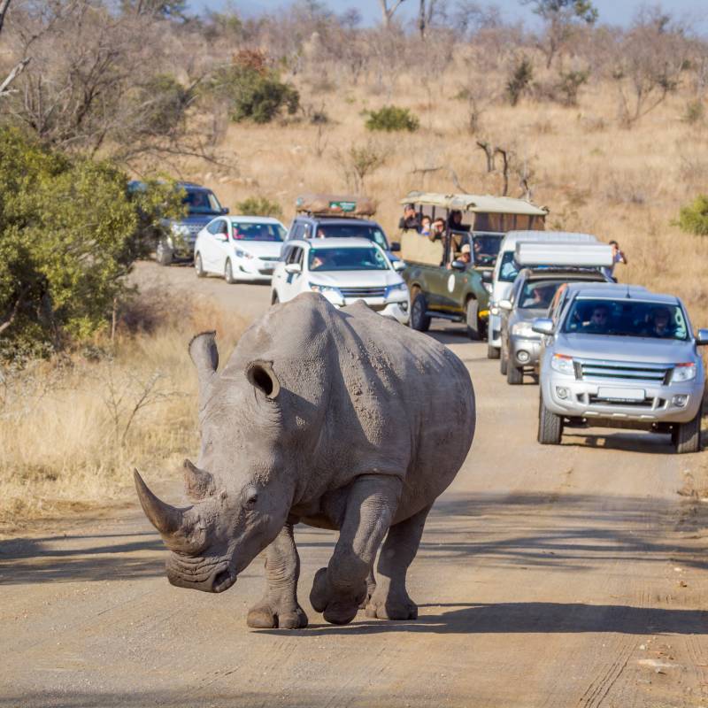 Enchanting Travels Guest - Traveled to South Africa - White Rhinoceros, Kruger National Park - Rebecca Cory