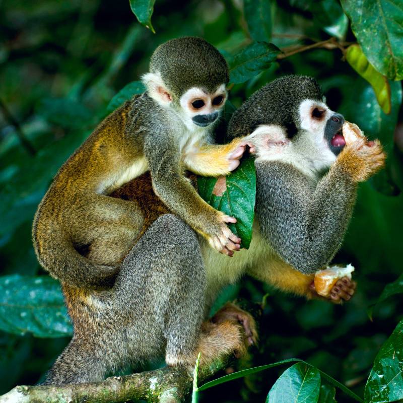 Squirrel Monkey in amazon rainforest Enchanting Travels Peru Tours