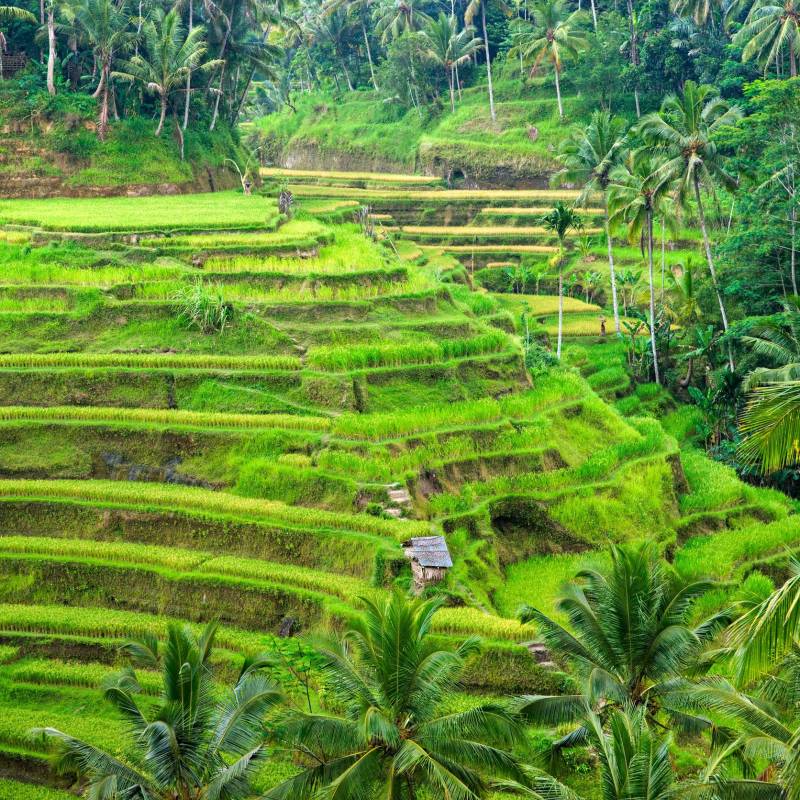 Best Things To Do in Indonesia