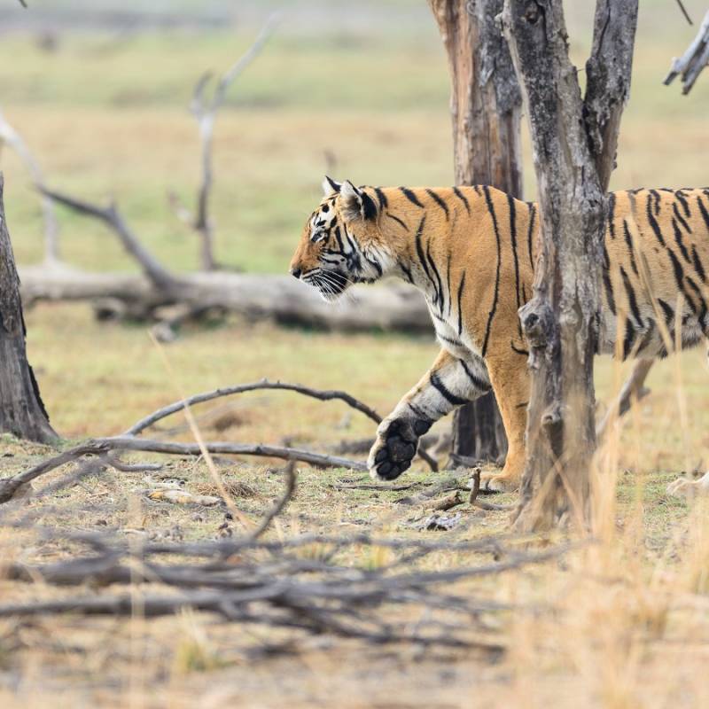 Wild Bengal Tiger (Panthera Tigris Tigris) hiding to catch her Prey, Ranthambore national park Enchanting Travels India Tours