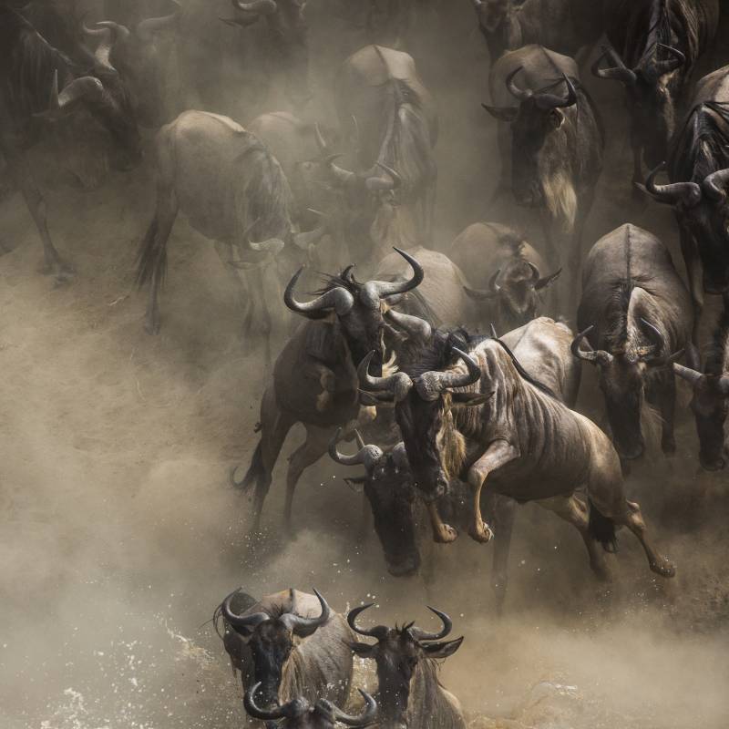Wildebeests are crossing Mara river. Great Migration. Kenya. Tanzania. Masai Mara National Park Africa