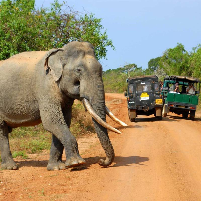 Best Things To Do in Sri Lanka