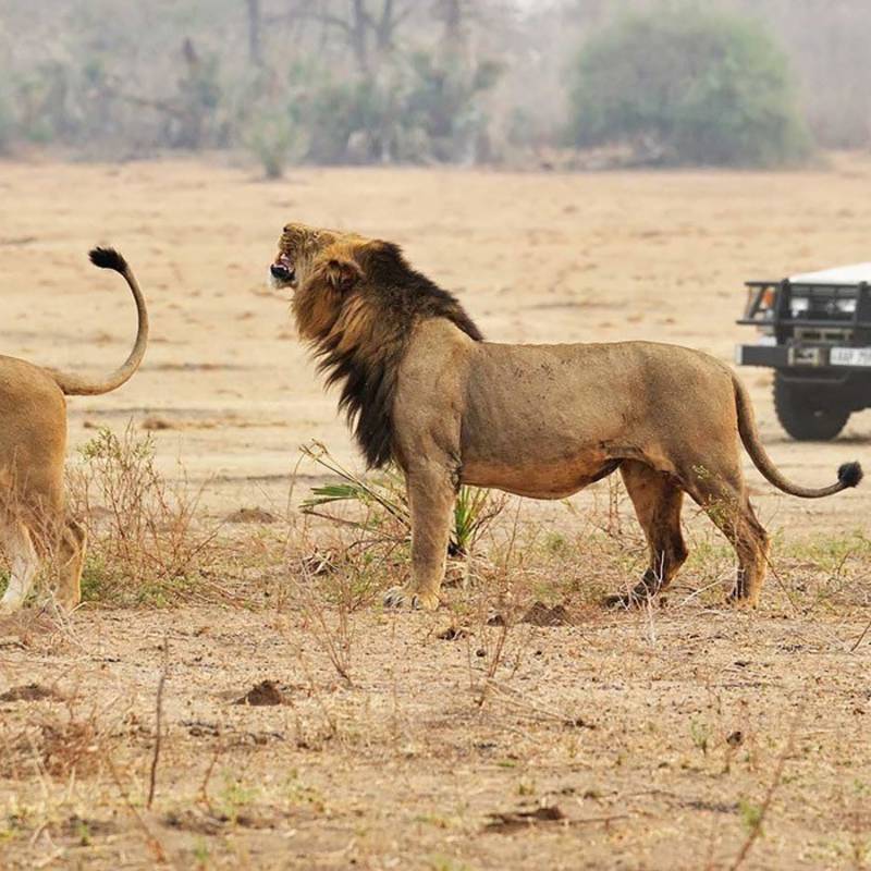 Im Ruaha Nationalpark sind die Big 5 zuhause: Hier Löwen