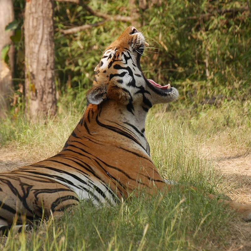 Tiger in Ranthambore - Things to do in North India