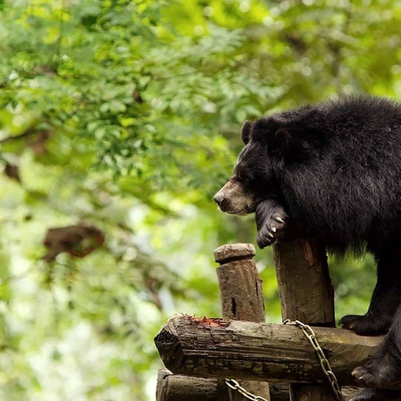 asia-laos-xe-pian-national-park-black-bear