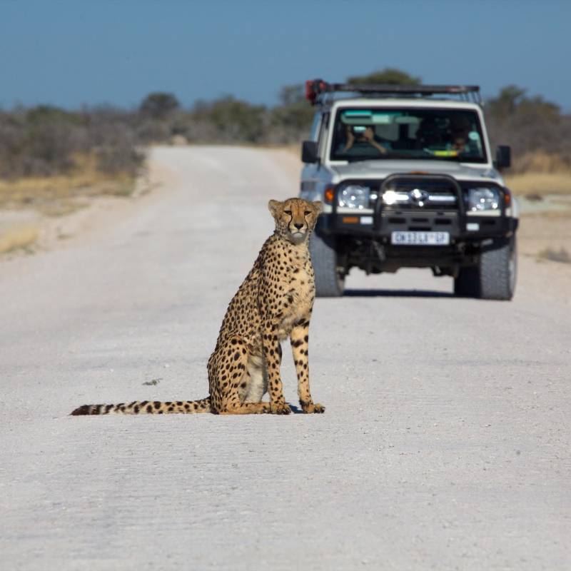 Etosha national park namibia, best road trips