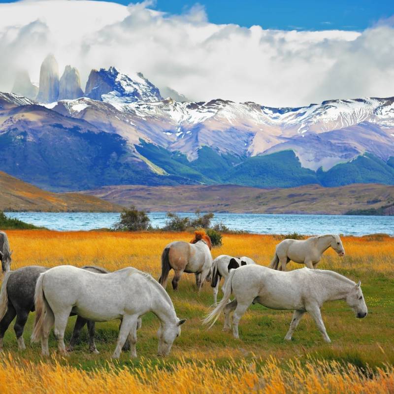 Horses Grazing in Torres del Paine, Chile