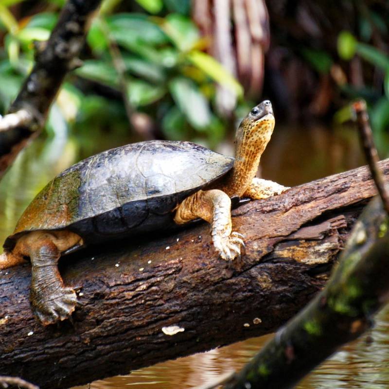 Turtle watching in Costa Rica