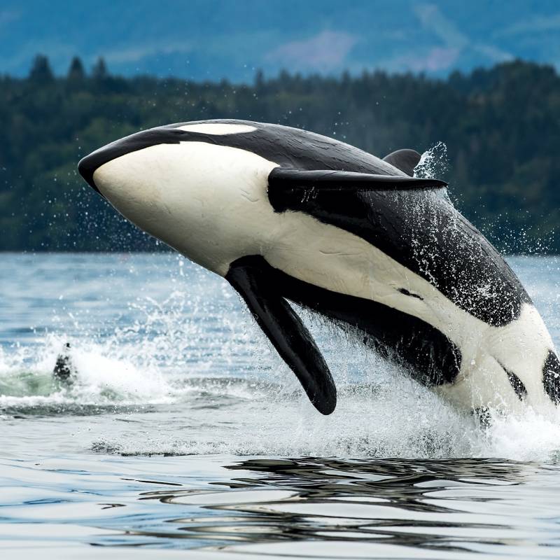 Orca - things to do in Canada