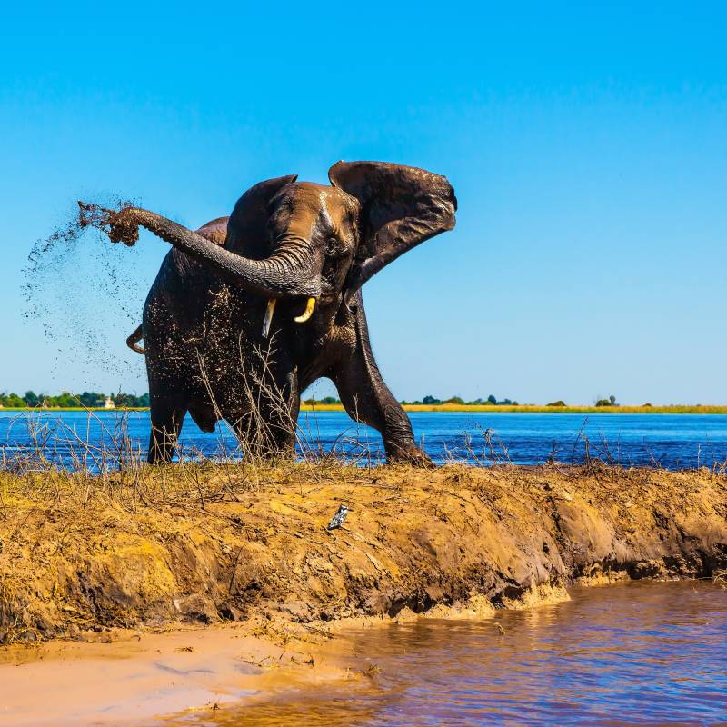 Elefant im Chobe Nationalpark