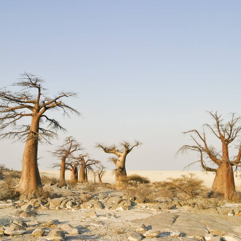 Beste Reisezeit Botswana