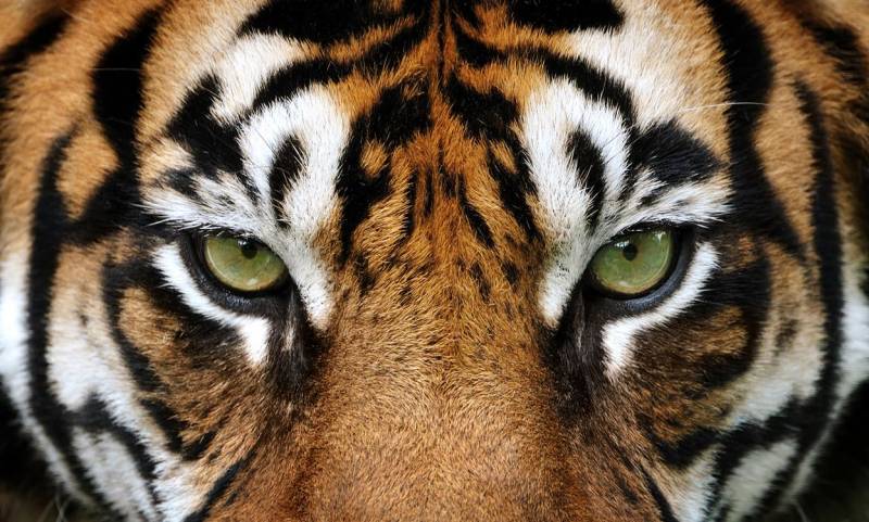 Tiger Eyes