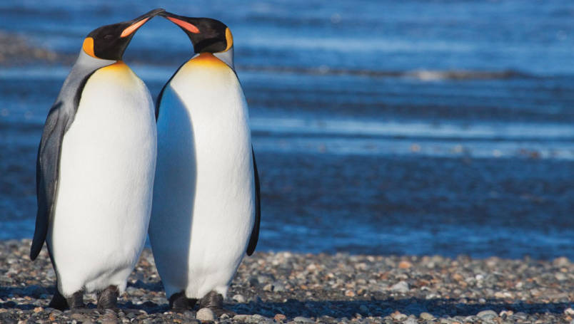 King Penguins